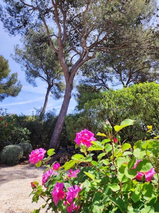 La Californienne Villa Carqueiranne Bagian luar foto