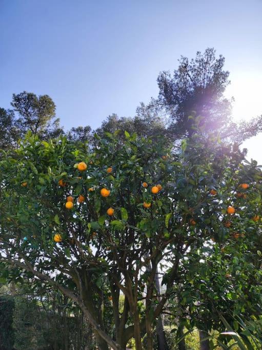 La Californienne Villa Carqueiranne Bagian luar foto